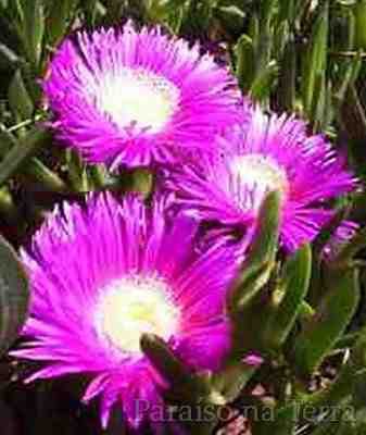 Celebra lo que la existencia te trae